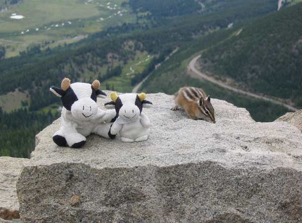 ** PLEASE DESCRIBE THIS IMAGE **